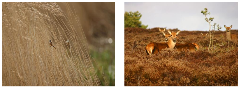 Two bearded tits in long grass at Minsmere/Deer standing together on the heathland of Dunwich, Suffolk