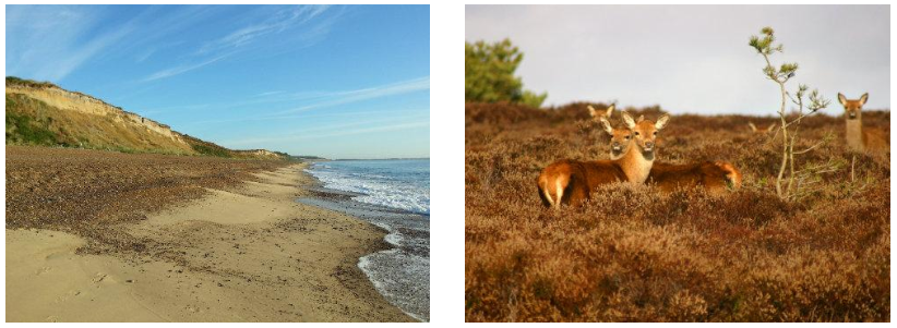 Dunwich Cliffs|Red Deer at Dunwich Heath