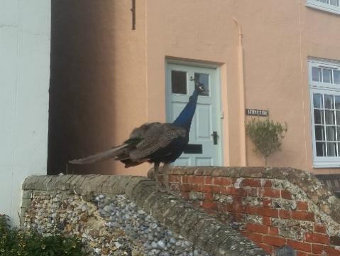 Visiting Peacock