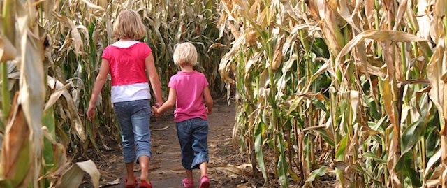 Two kids in a corn maze