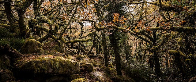 Twisted trees in Wisemans forest