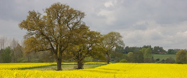 Yellow Fields in suffolk