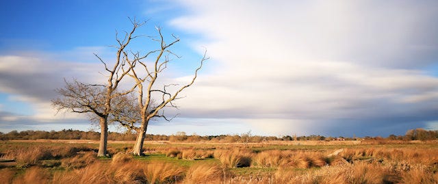 Lone tree in the marsh grass