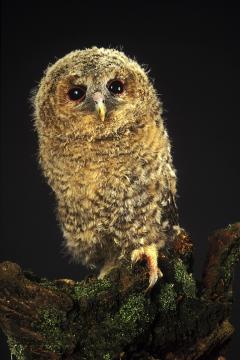 Tawny Owl