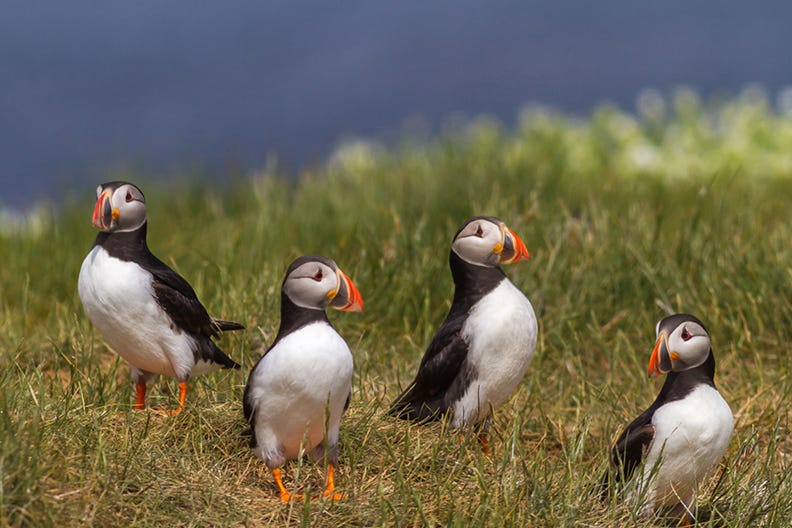 Four puffins