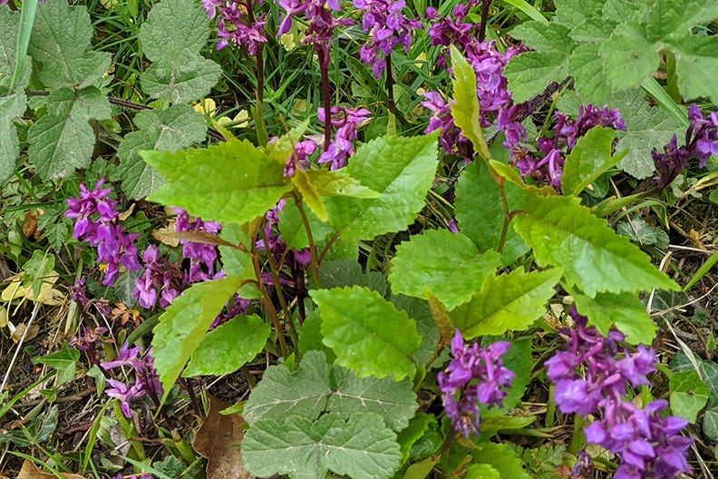 Closeup of purple wildflowers