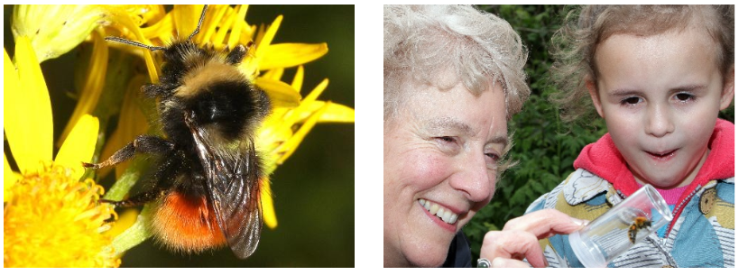 Grandparent and child looking at a Bilberry bumblebee