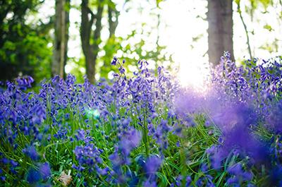 Dorothy Farrer’s Wood