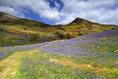 Rannerdale Knotts