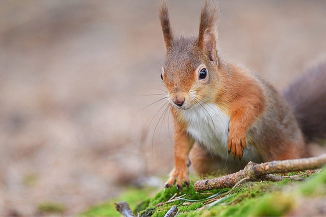 Red squirrels at Allan Bank