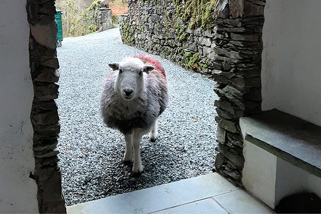 Herdwick Sheep