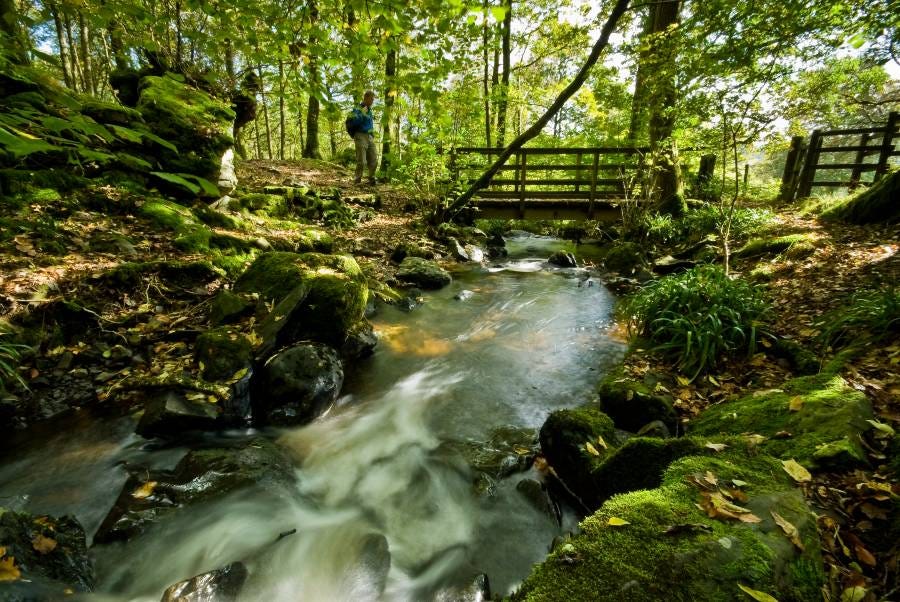 Stream running through Whinlatter forest