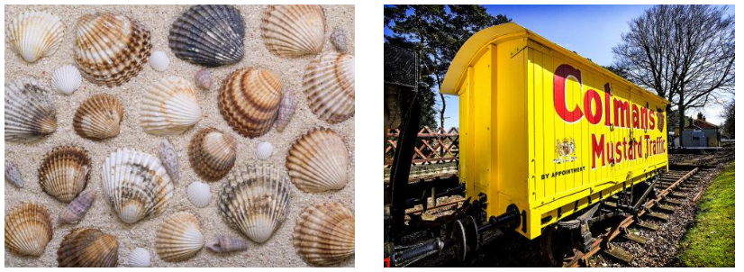  Shells | Coleman's Mustard Carriage