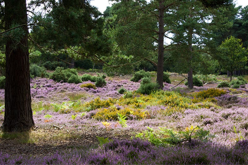 RSPB Minsmere