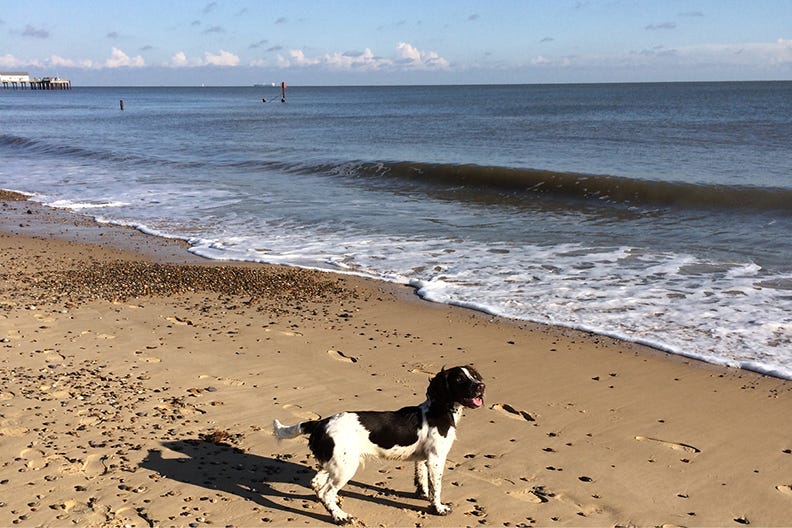 A dog on Southwold beach