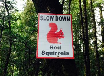 Red Squirrels