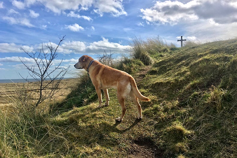 A dog looking out to sea at Buston Beach