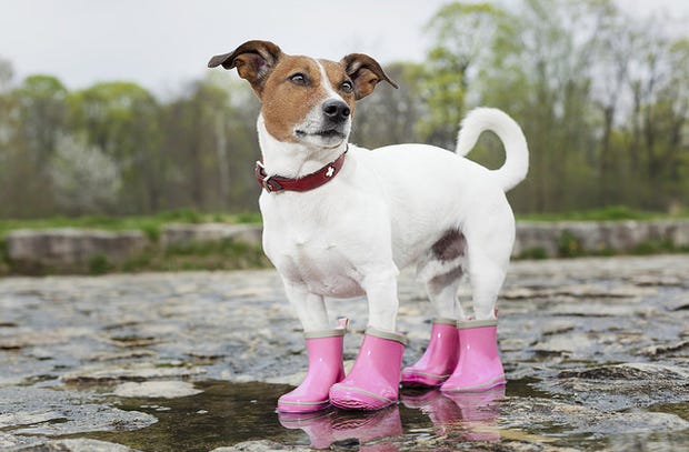 Little dog standing in a puddle in pink wellies