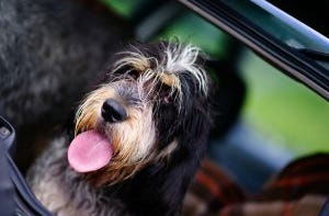 Black and Brown dog sitting in the back of the car 