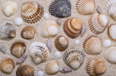 Shells