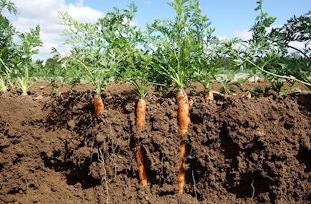 Large carrots growing in the soil