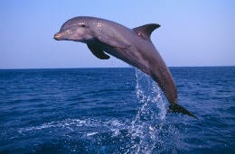 Dolphins have often been sighted off the Cornish coast
