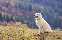 Your loyal four legged companian patiently waiting on the mountain side