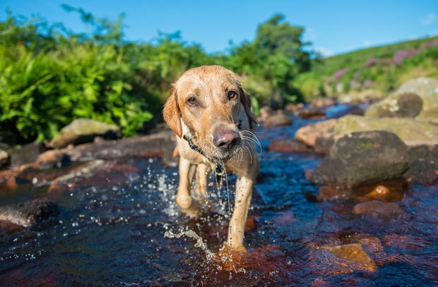 Dog enjoying a splash in the water