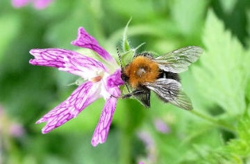 The Tree Bumblebee