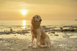 Dog on a beach at sunset