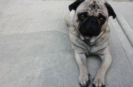 A Doggy Friendly Stay in Lancashire
