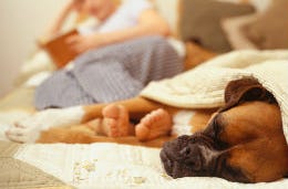 Man curled up on the bed reading, with his dog snoozing under a blanket next to him