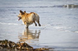 Small dog running in the sea on the Norfolk coast