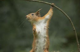 A red squirrel holding on to a branch