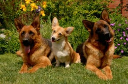 Three dogs lying in a row on the grass in the garden