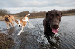 Three dogs splashing through fresh water in the countryside