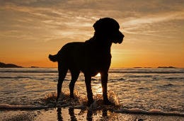 Silhouette of a dog with its paws in the sea as the sun rises