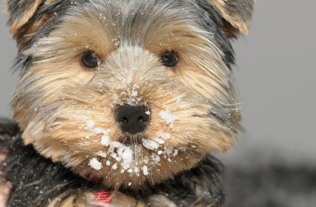 A small, fluffy dog with a sprinkling of snow on his nose