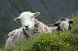 A pair of sheep on the hillside