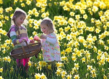 Hunt for chocolate eggs amongst the Daffodils this Easter holiday